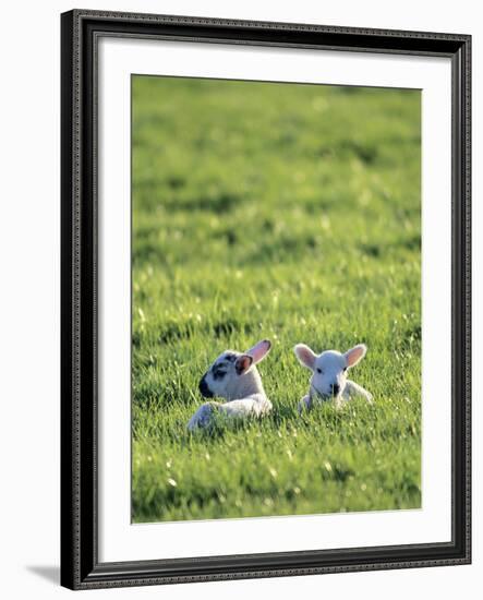 Lambs-Jeremy Walker-Framed Photographic Print