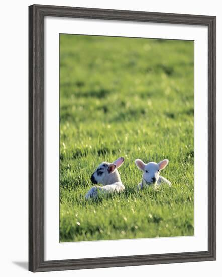 Lambs-Jeremy Walker-Framed Photographic Print