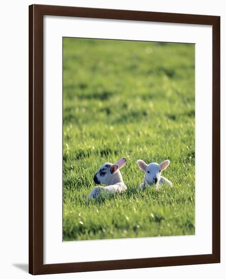 Lambs-Jeremy Walker-Framed Photographic Print