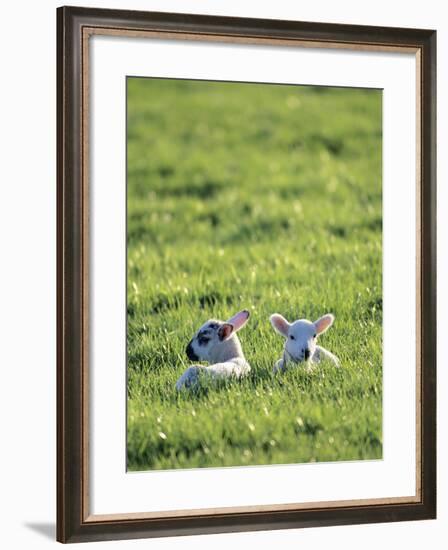 Lambs-Jeremy Walker-Framed Photographic Print