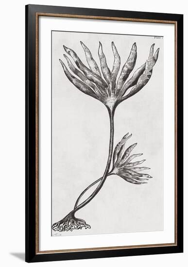 Laminaria digitata - Noir-Maria Mendez-Framed Giclee Print