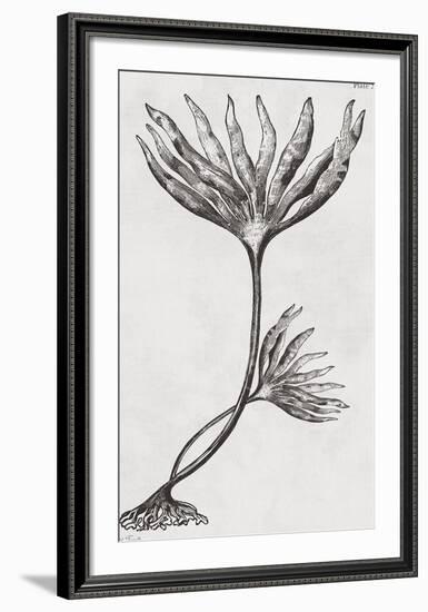 Laminaria digitata - Noir-Maria Mendez-Framed Giclee Print