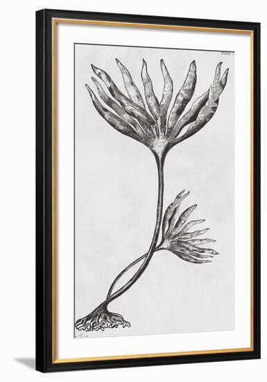 Laminaria digitata - Noir-Maria Mendez-Framed Giclee Print