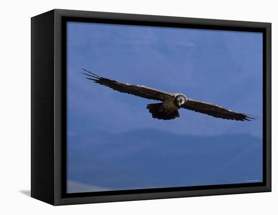 Lammergeier / Bearded Vulture Flying, Juvenile Giants Castle S Africa-Tony Heald-Framed Premier Image Canvas