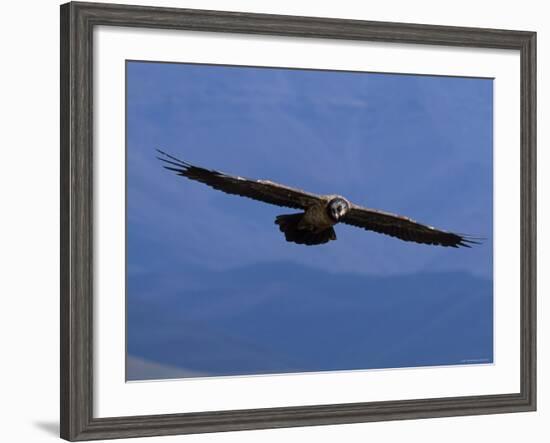 Lammergeier / Bearded Vulture Flying, Juvenile Giants Castle S Africa-Tony Heald-Framed Photographic Print