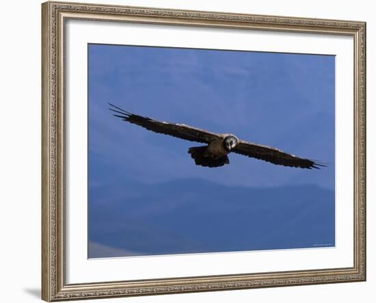 Lammergeier / Bearded Vulture Flying, Juvenile Giants Castle S Africa-Tony Heald-Framed Photographic Print