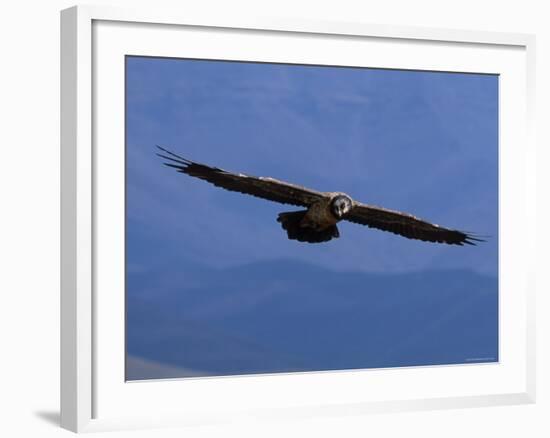 Lammergeier / Bearded Vulture Flying, Juvenile Giants Castle S Africa-Tony Heald-Framed Photographic Print