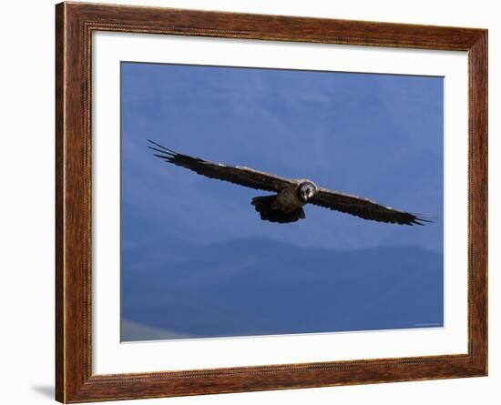 Lammergeier / Bearded Vulture Flying, Juvenile Giants Castle S Africa-Tony Heald-Framed Photographic Print