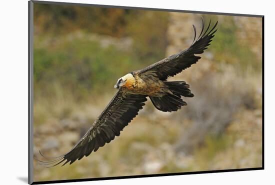 Lammergeier (Gypaetus Barbatus) in Flight, Serra De Beumort, Gerri De La Sal, Catalonia, Spain-Elander-Mounted Photographic Print