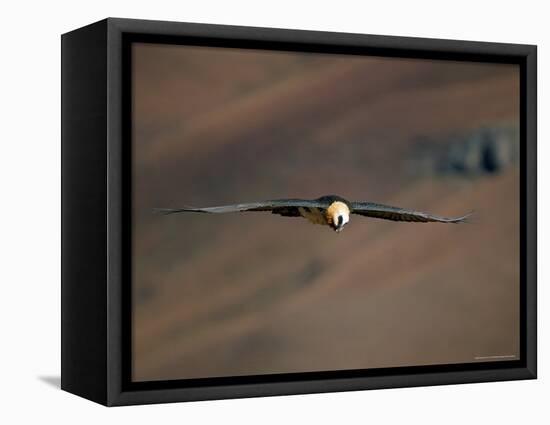 Lammergeier in Flight, Giant's Castle, Kwazulu Natal, South Africa-Steve & Ann Toon-Framed Premier Image Canvas