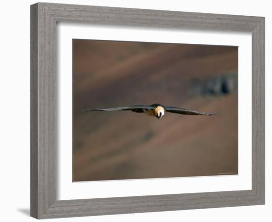 Lammergeier in Flight, Giant's Castle, Kwazulu Natal, South Africa-Steve & Ann Toon-Framed Photographic Print