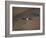 Lammergeier in Flight, Giant's Castle, Kwazulu Natal, South Africa-Steve & Ann Toon-Framed Photographic Print