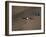 Lammergeier in Flight, Giant's Castle, Kwazulu Natal, South Africa-Steve & Ann Toon-Framed Photographic Print