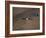 Lammergeier in Flight, Giant's Castle, Kwazulu Natal, South Africa-Steve & Ann Toon-Framed Photographic Print