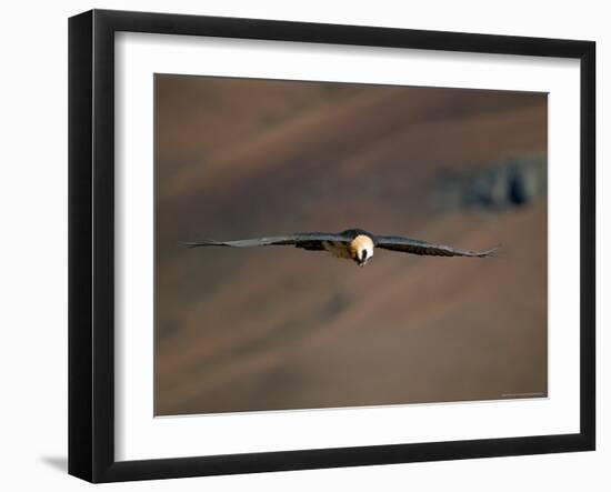 Lammergeier in Flight, Giant's Castle, Kwazulu Natal, South Africa-Steve & Ann Toon-Framed Photographic Print