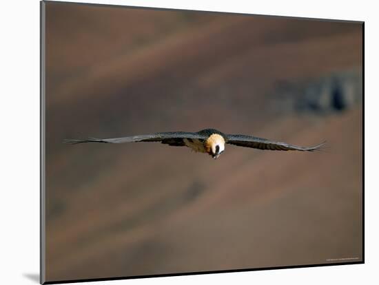 Lammergeier in Flight, Giant's Castle, Kwazulu Natal, South Africa-Steve & Ann Toon-Mounted Photographic Print