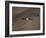 Lammergeier in Flight, Giant's Castle, Kwazulu Natal, South Africa-Steve & Ann Toon-Framed Photographic Print