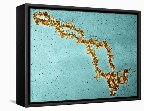 Lampbrush Chromosomes, TEM-Science Photo Library-Framed Premier Image Canvas