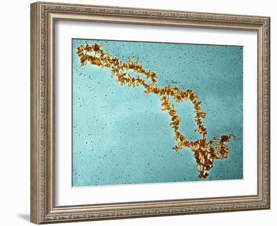 Lampbrush Chromosomes, TEM-Science Photo Library-Framed Photographic Print