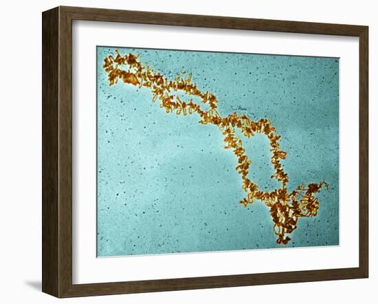 Lampbrush Chromosomes, TEM-Science Photo Library-Framed Photographic Print