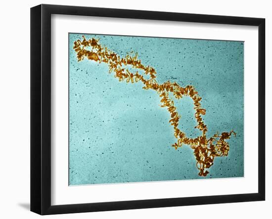 Lampbrush Chromosomes, TEM-Science Photo Library-Framed Photographic Print