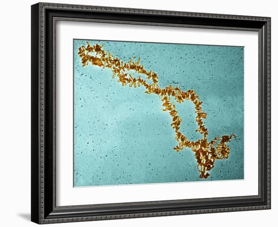 Lampbrush Chromosomes, TEM-Science Photo Library-Framed Photographic Print