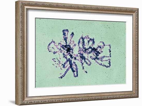 Lampbrush Chromosomes, TEM-Science Photo Library-Framed Photographic Print