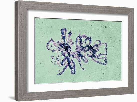 Lampbrush Chromosomes, TEM-Science Photo Library-Framed Photographic Print