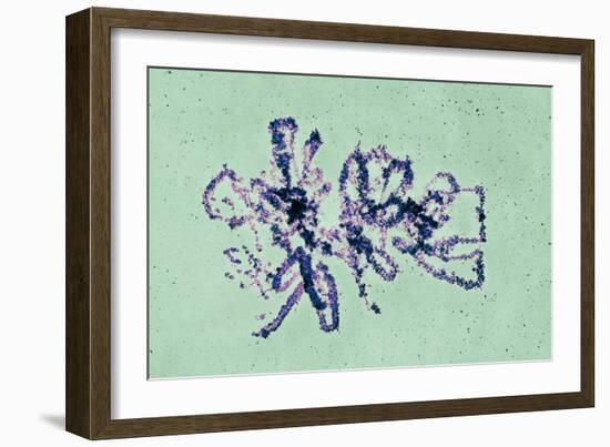 Lampbrush Chromosomes, TEM-Science Photo Library-Framed Photographic Print