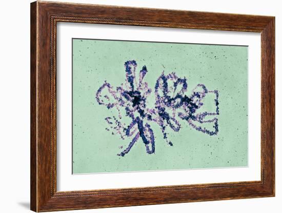 Lampbrush Chromosomes, TEM-Science Photo Library-Framed Photographic Print