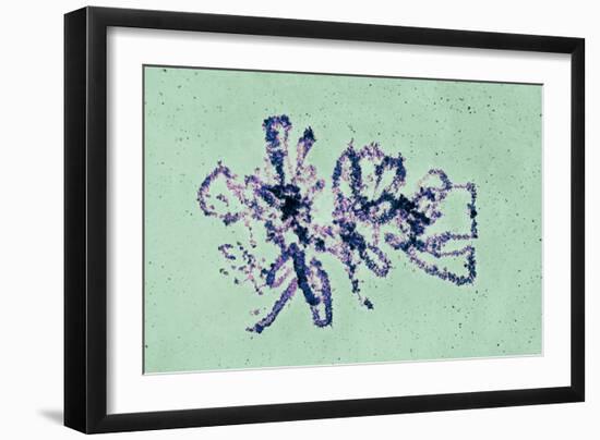 Lampbrush Chromosomes, TEM-Science Photo Library-Framed Photographic Print
