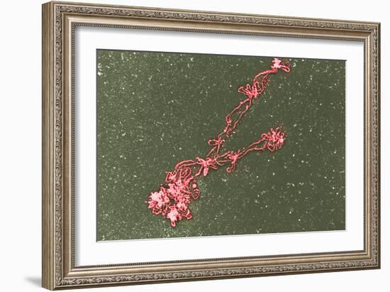 Lampbrush Chromosomes, TEM-Science Photo Library-Framed Photographic Print