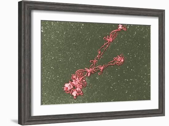 Lampbrush Chromosomes, TEM-Science Photo Library-Framed Photographic Print