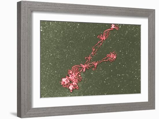 Lampbrush Chromosomes, TEM-Science Photo Library-Framed Photographic Print