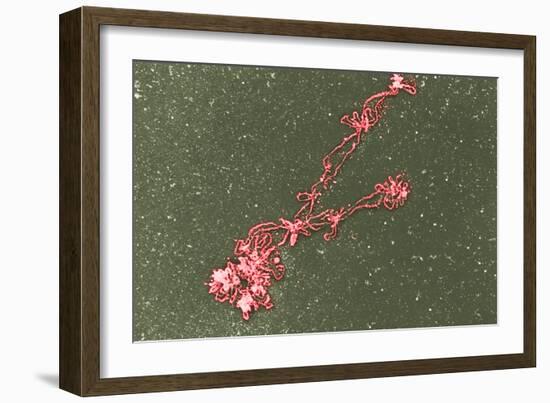 Lampbrush Chromosomes, TEM-Science Photo Library-Framed Photographic Print