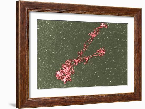 Lampbrush Chromosomes, TEM-Science Photo Library-Framed Photographic Print