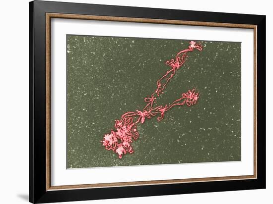 Lampbrush Chromosomes, TEM-Science Photo Library-Framed Photographic Print