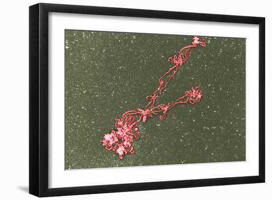 Lampbrush Chromosomes, TEM-Science Photo Library-Framed Photographic Print