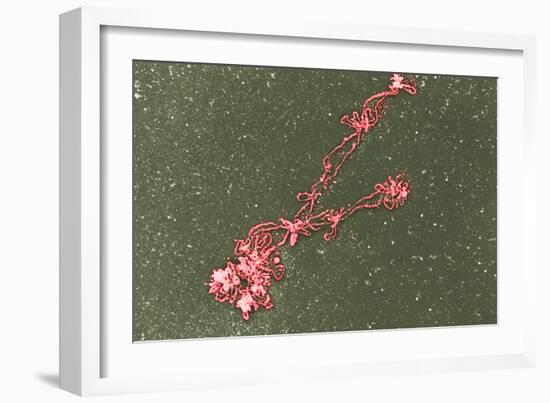 Lampbrush Chromosomes, TEM-Science Photo Library-Framed Photographic Print