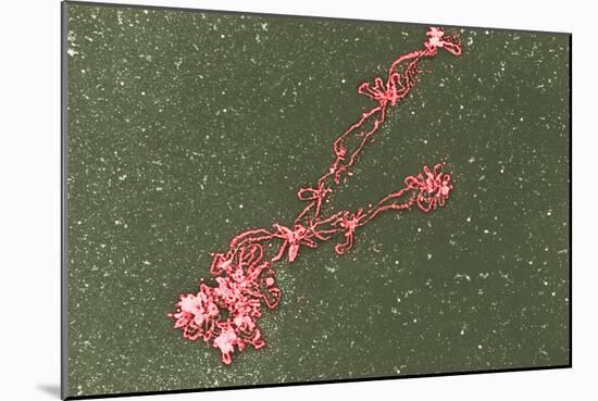 Lampbrush Chromosomes, TEM-Science Photo Library-Mounted Photographic Print