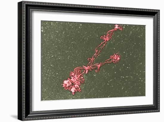 Lampbrush Chromosomes, TEM-Science Photo Library-Framed Photographic Print