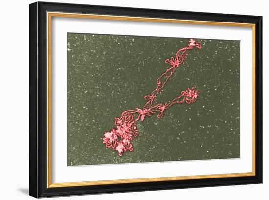 Lampbrush Chromosomes, TEM-Science Photo Library-Framed Photographic Print