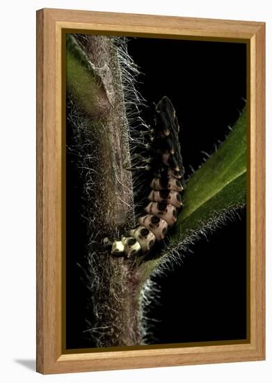 Lampyris Noctiluca (Common Glow-Worm)-Paul Starosta-Framed Premier Image Canvas