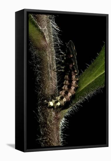 Lampyris Noctiluca (Common Glow-Worm)-Paul Starosta-Framed Premier Image Canvas