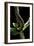 Lampyris Noctiluca (Common Glow-Worm)-Paul Starosta-Framed Premium Photographic Print