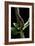 Lampyris Noctiluca (Common Glow-Worm)-Paul Starosta-Framed Premium Photographic Print