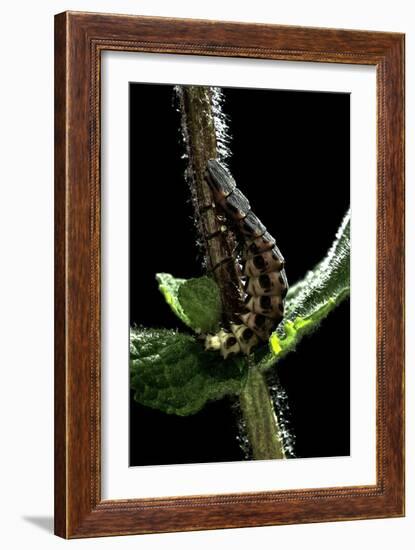 Lampyris Noctiluca (Common Glow-Worm)-Paul Starosta-Framed Premium Photographic Print