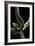 Lampyris Noctiluca (Common Glow-Worm)-Paul Starosta-Framed Premium Photographic Print