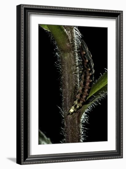 Lampyris Noctiluca (Common Glow-Worm)-Paul Starosta-Framed Premium Photographic Print