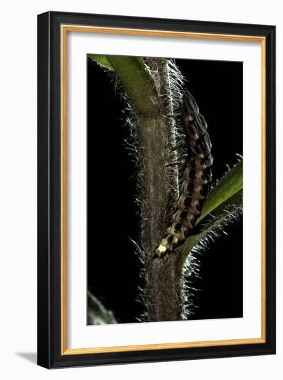 Lampyris Noctiluca (Common Glow-Worm)-Paul Starosta-Framed Premium Photographic Print